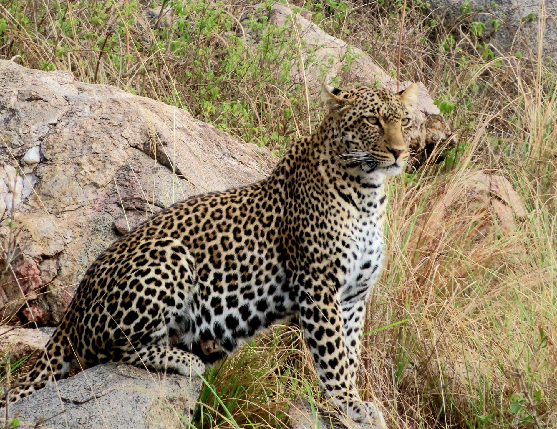 Leopard in Tanzania