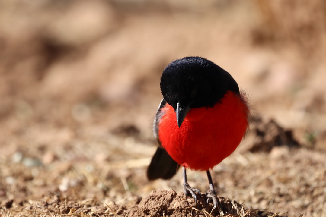 Birding Safaris