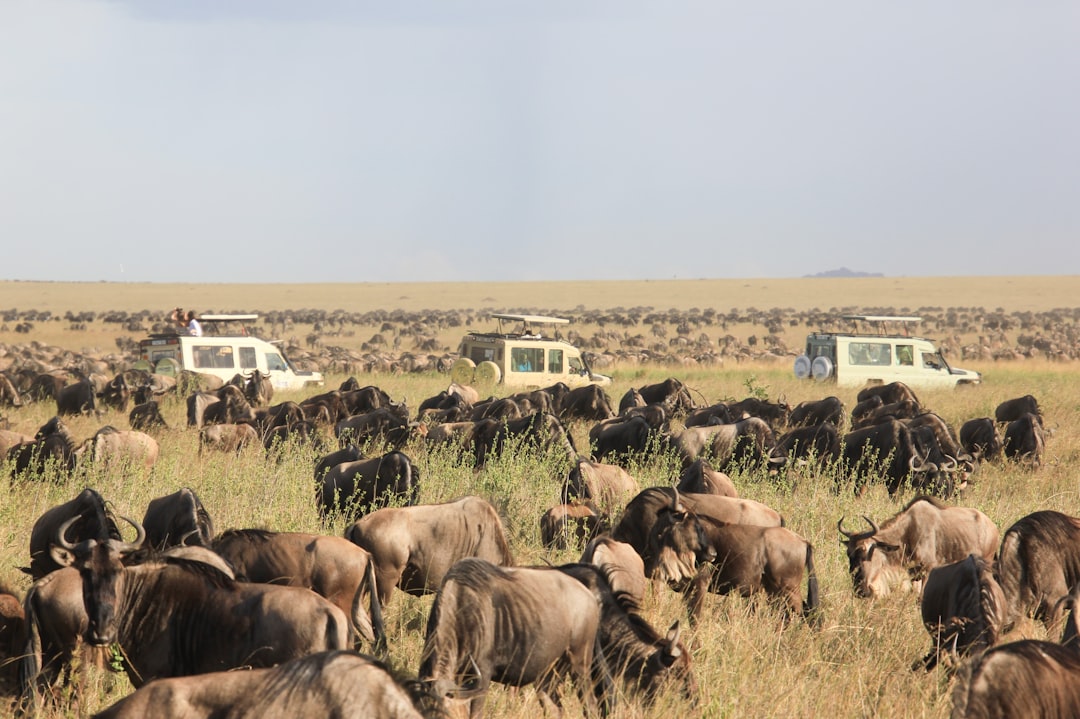 Great Migration Safaris